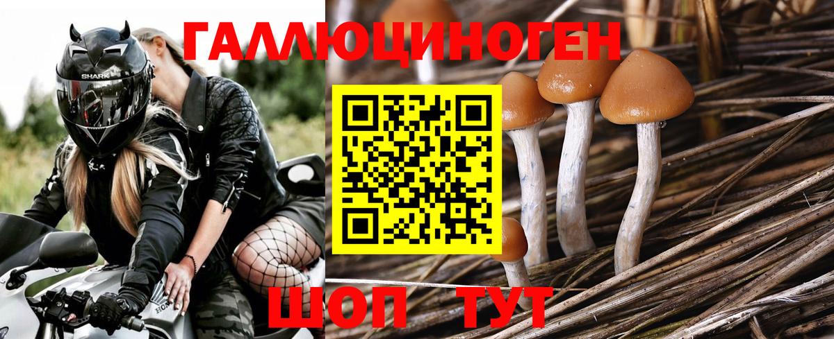 сколько стоит  Псилоцибиновые грибы Psilocybine cubensis  Вход с VPN  Железногорск  Псилоцибиновые грибы Cubensis 